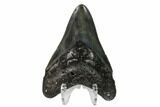 Fossil Megalodon Tooth - South Carolina #149398-2